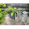 Hosta 'Catherine'