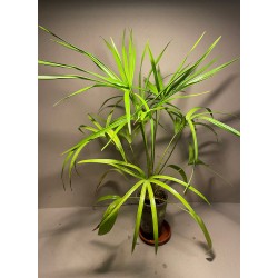 Livistona benthamii 'Golden'