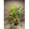 Livistona benthamii 'Golden'