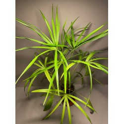 Livistona benthamii 'Golden'