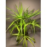 Livistona benthamii 'Golden'