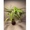 Livistona benthamii 'Golden'