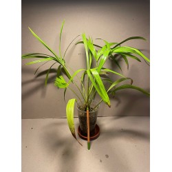Livistona benthamii 'Golden'