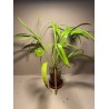 Livistona benthamii 'Golden'