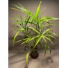 Livistona benthamii 'Golden'
