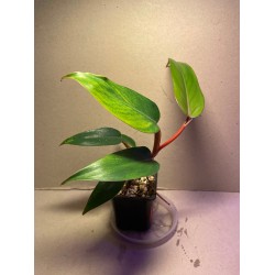 Philodendron 'Red Emerald'. Toataimed. Taimepood.