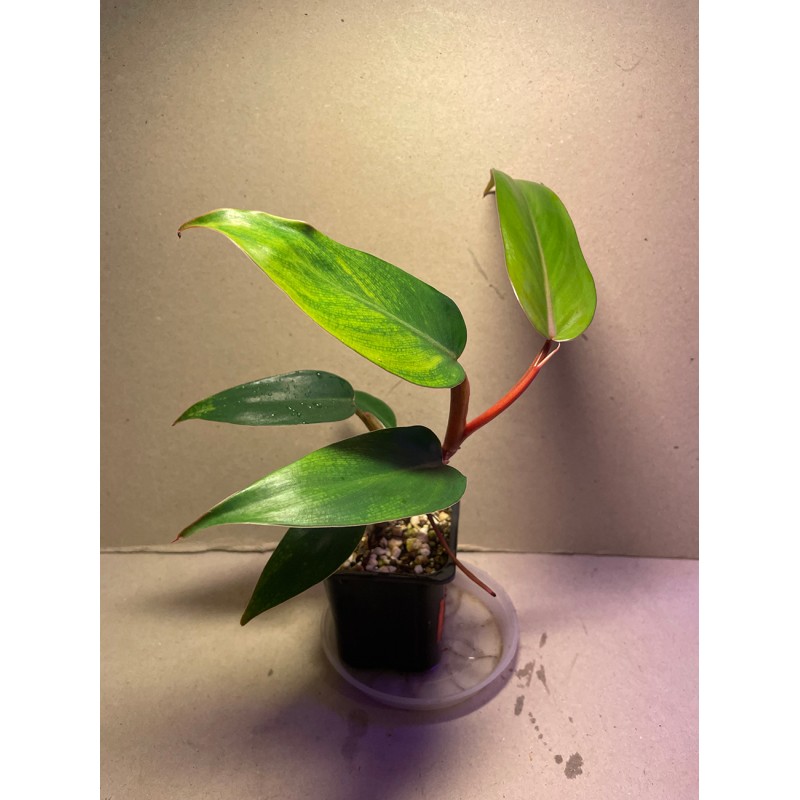 Philodendron 'Red Emerald'. Toataimed. Taimepood.