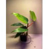 Philodendron 'Red Emerald'. Toataimed. Taimepood.