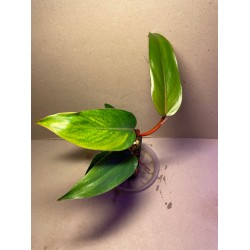 Philodendron 'Red Emerald'. Toataimed. Taimepood.