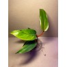Philodendron 'Red Emerald'. Toataimed. Taimepood.