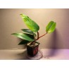 Philodendron 'Red Emerald'. Toataimed. Taimepood.