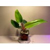 Philodendron 'Red Emerald'. Toataimed. Taimepood.