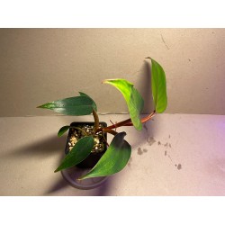 Philodendron 'Red Emerald'. Toataimed. Taimepood.