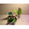 Philodendron 'Red Emerald'. Toataimed. Taimepood.
