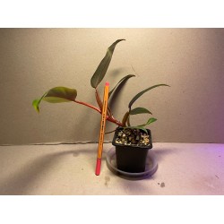 Philodendron 'Red Emerald'. Toataimed. Taimepood.
