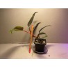 Philodendron 'Red Emerald'. Toataimed. Taimepood.