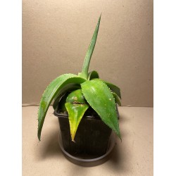 Agave guiengola. Agaavid. Taimepood.