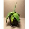 Agave guiengola. Agaavid. Taimepood.