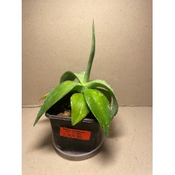 Agave guiengola. Agaavid. Taimepood.
