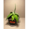 Agave guiengola. Agaavid. Taimepood.
