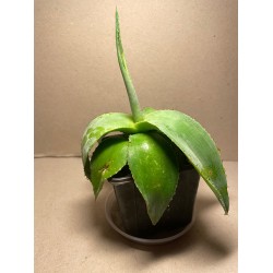 Agave guiengola. Agaavid. Taimepood.