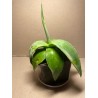Agave guiengola. Agaavid. Taimepood.