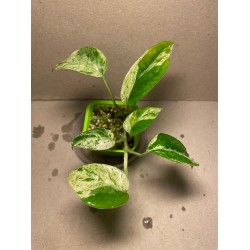 Epipremnum pinnatum 'Marble King'. Toataimed. Taimepood.