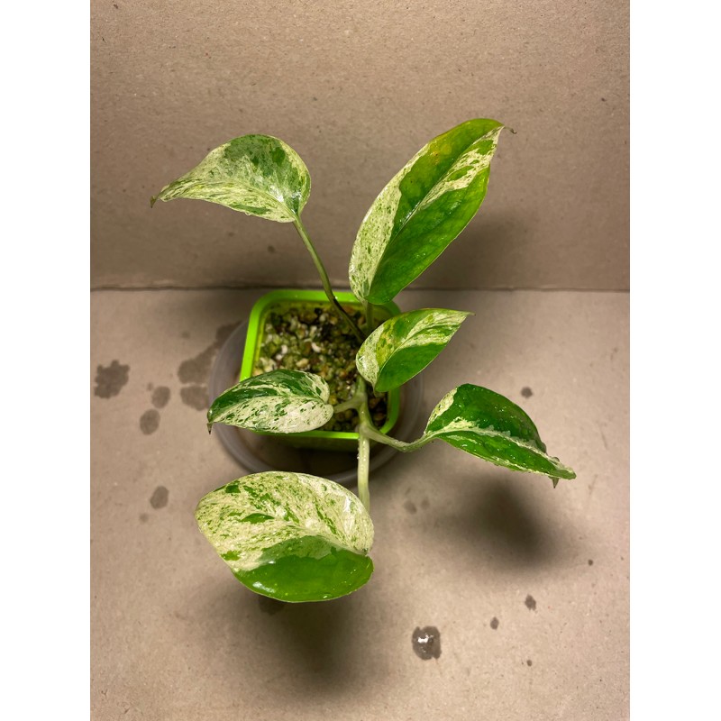 Epipremnum pinnatum 'Marble King'. Toataimed. Taimepood.