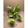 Epipremnum pinnatum 'Marble King'. Toataimed. Taimepood.
