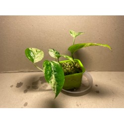 Epipremnum pinnatum 'Marble King'. Toataimed. Taimepood.