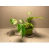 Epipremnum pinnatum 'Marble King'. Toataimed. Taimepood.
