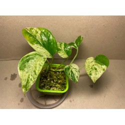 Epipremnum pinnatum 'Marble King'. Toataimed. Taimepood.