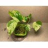 Epipremnum pinnatum 'Marble King'. Toataimed. Taimepood.