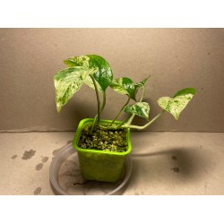 Epipremnum pinnatum 'Marble King'. Toataimed. Taimepood.
