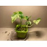 Epipremnum pinnatum 'Marble King'. Toataimed. Taimepood.