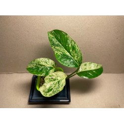 Epipremnum pinnatum 'Marble King'. Toataimed. Taimepood.