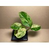 Epipremnum pinnatum 'Marble King'. Toataimed. Taimepood.