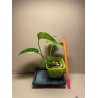 Epipremnum pinnatum 'Marble King'. Toataimed. Taimepood.