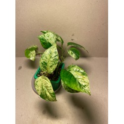 Epipremnum pinnatum 'Marble King'. Toataimed. Taimepood.