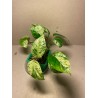 Epipremnum pinnatum 'Marble King'. Toataimed. Taimepood.