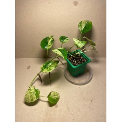 Epipremnum pinnatum 'Marble King'. Toataimed. Taimepood.