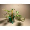 Epipremnum pinnatum 'Marble King'. Toataimed. Taimepood.