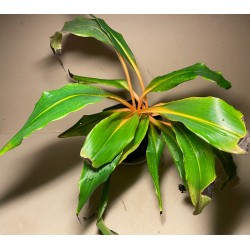 Chlorophytum orchidastrum. Toataimed. Taimepood.