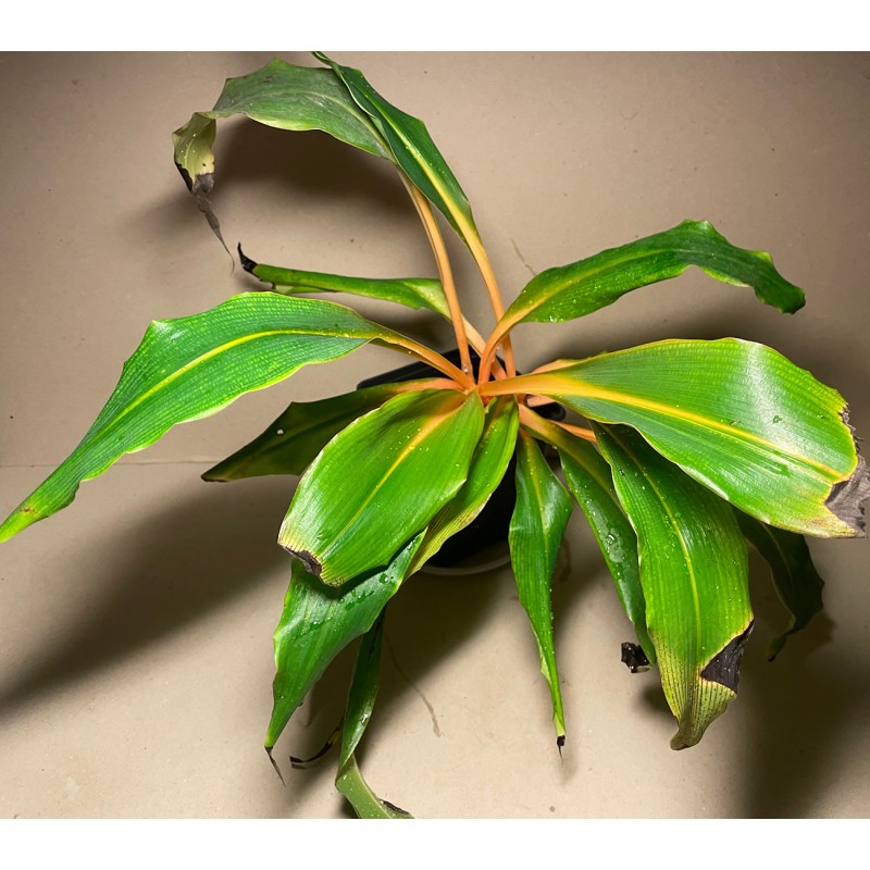 Chlorophytum orchidastrum. Toataimed. Taimepood.