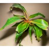 Chlorophytum orchidastrum. Toataimed. Taimepood.