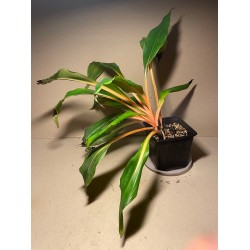 Chlorophytum orchidastrum. Toataimed. Taimepood.
