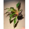 Chlorophytum orchidastrum. Toataimed. Taimepood.