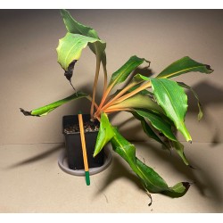 Chlorophytum orchidastrum. Toataimed. Taimepood.
