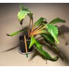 Chlorophytum orchidastrum. Toataimed. Taimepood.
