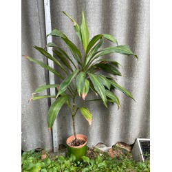 Cordyline fruticosa 'Kiwi'. Toataimed. Taimepood.